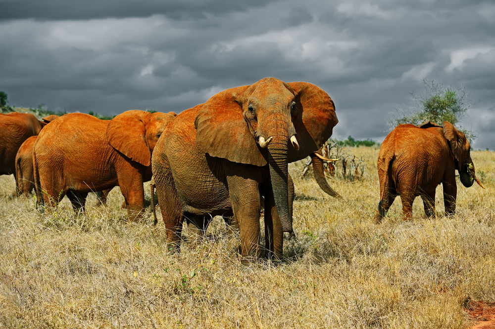 Tsavo East National Park elephant dusting self