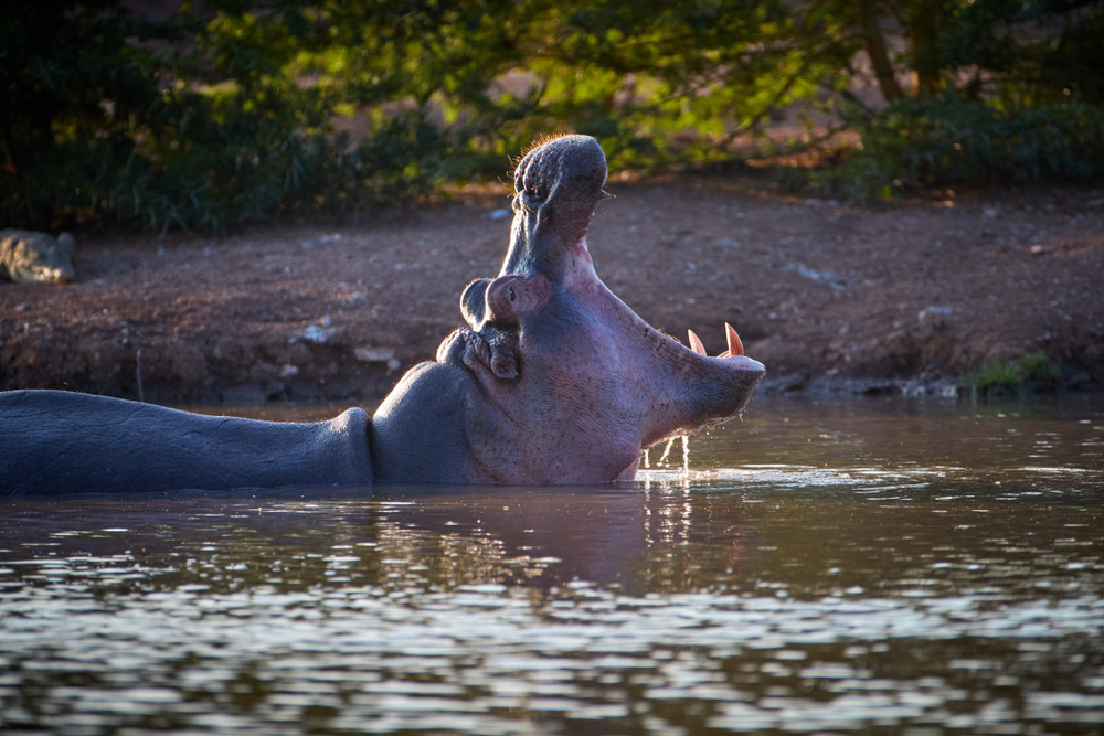 Tsavo West National Park buffalo profile