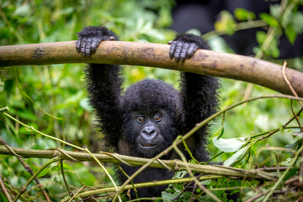 Virunga National Park baby gorilla hanging