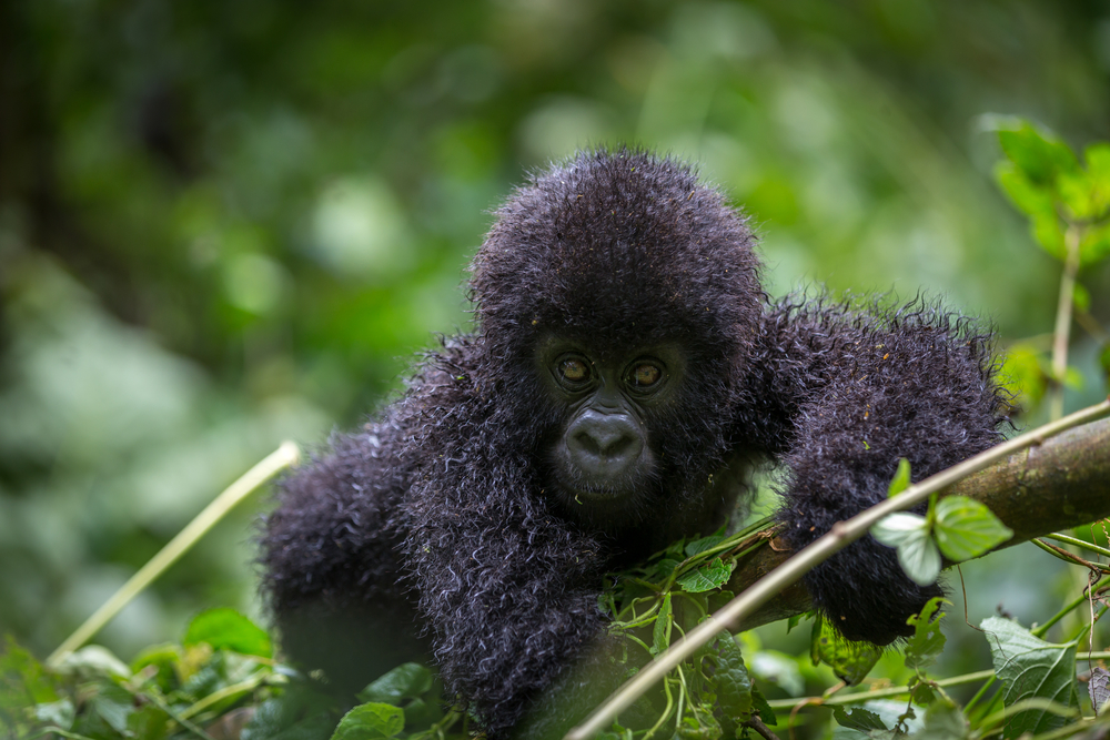 Virunga National Park baby gorilla hanging