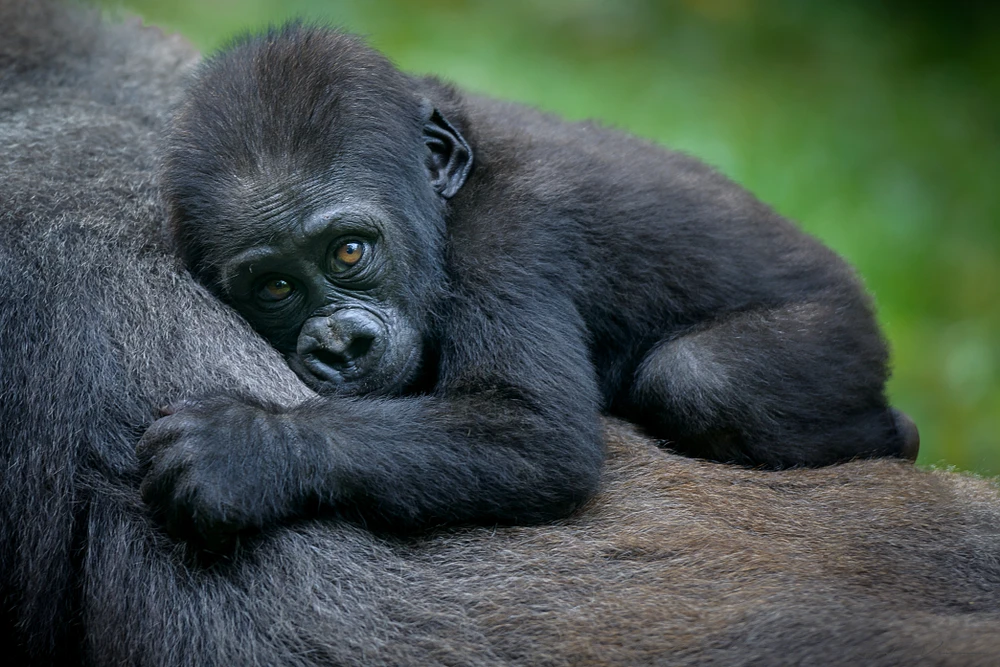 Rwanda National Parks