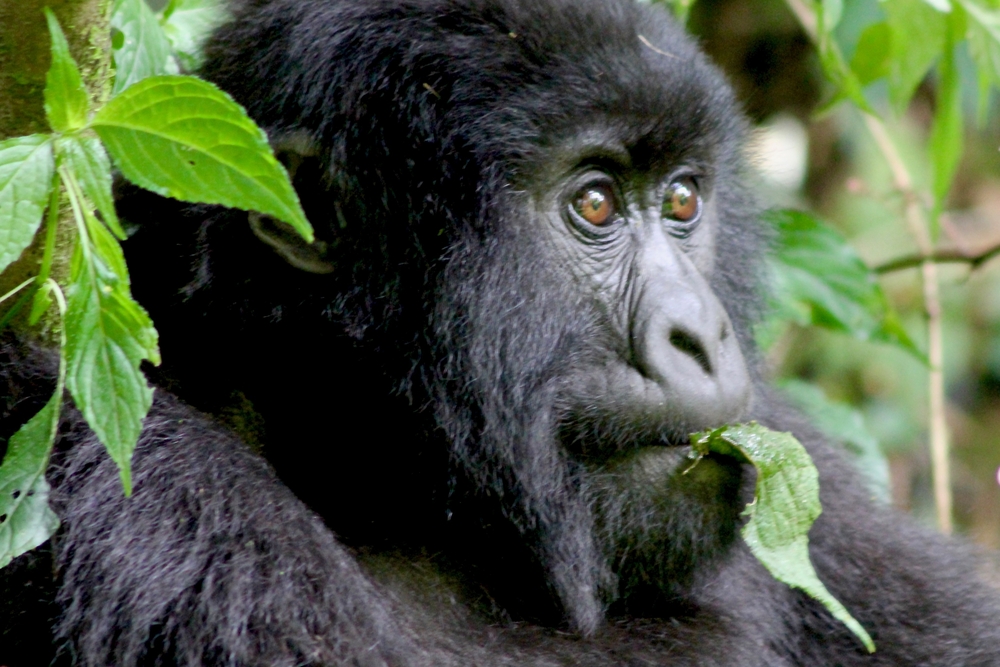 Volcanoes National Park mountain gorilla