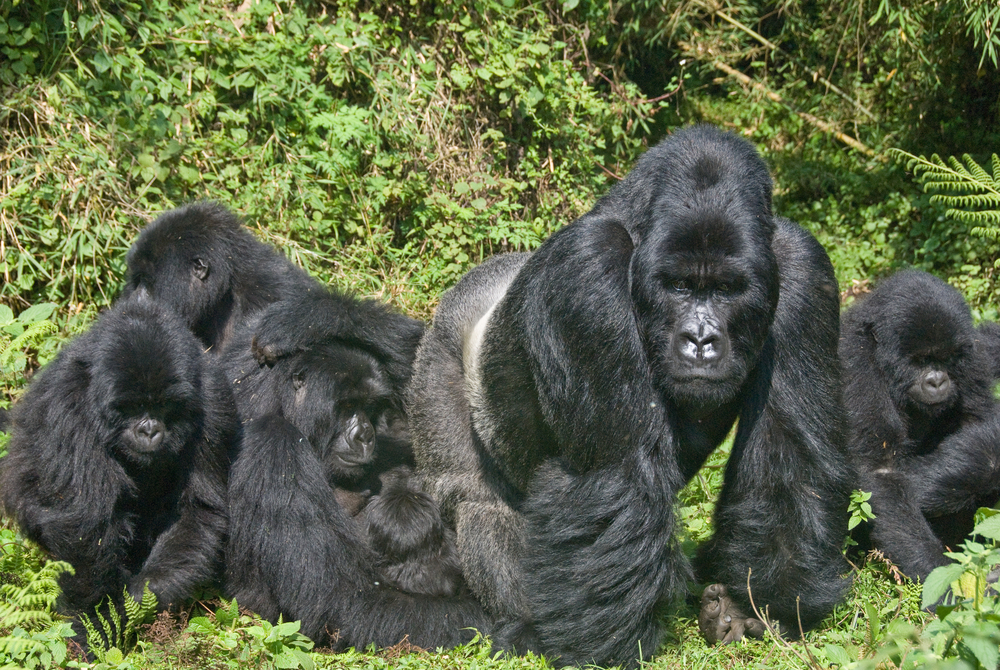 Bwindi Impenetrable National Park baby gorilla kissing mother