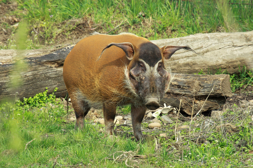 Waka National Parks