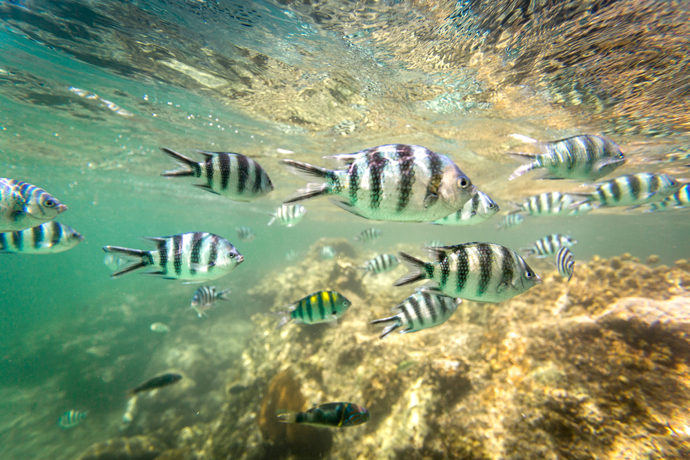 Watamu Marine National Park