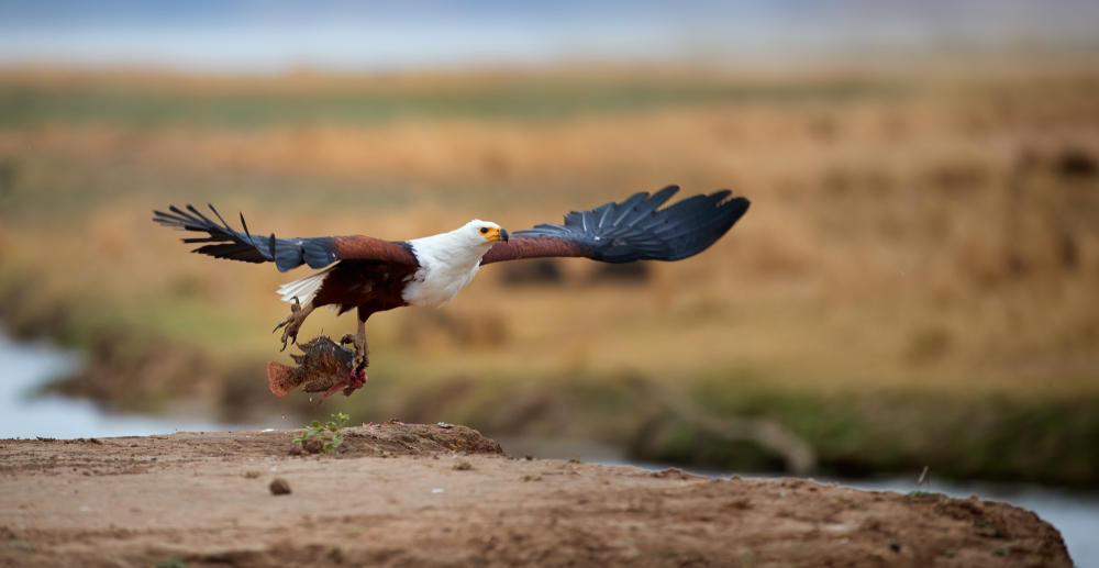 Wilderness National Park fish eagle