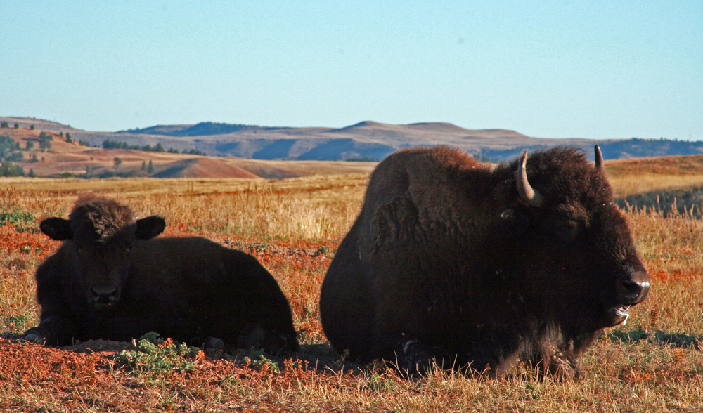 Theodore Roosevelt National Park