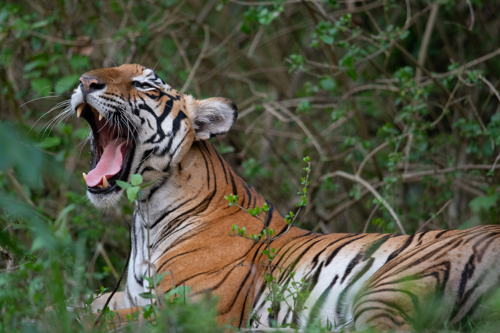 Bandhavgarh National Park tiger profile