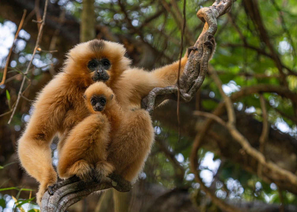 Rainforest-in-Cat-Tien-National-Park