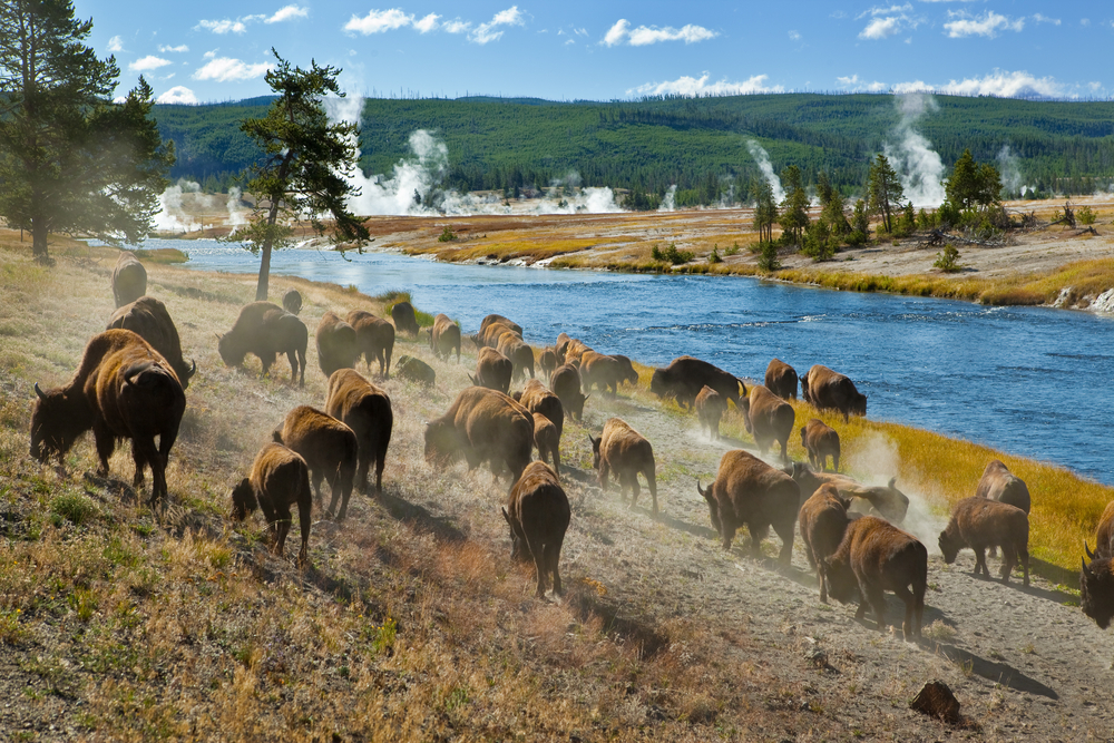 Grand Tetons