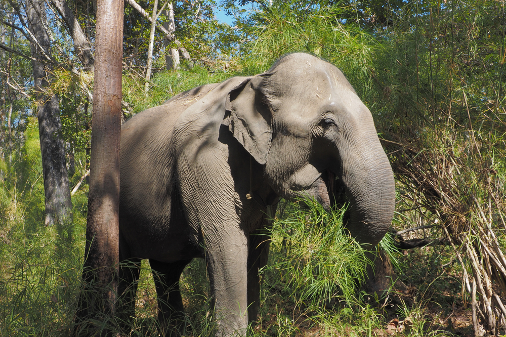 Yok Don National Park