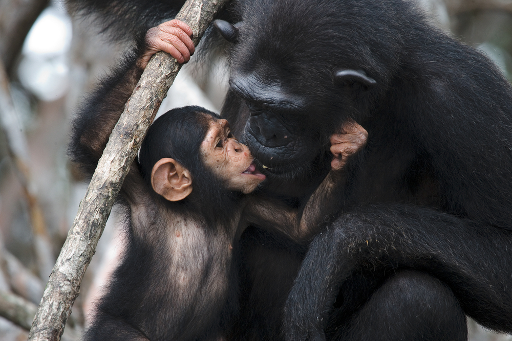 Mangroves National Park hanging young chimpanzee
