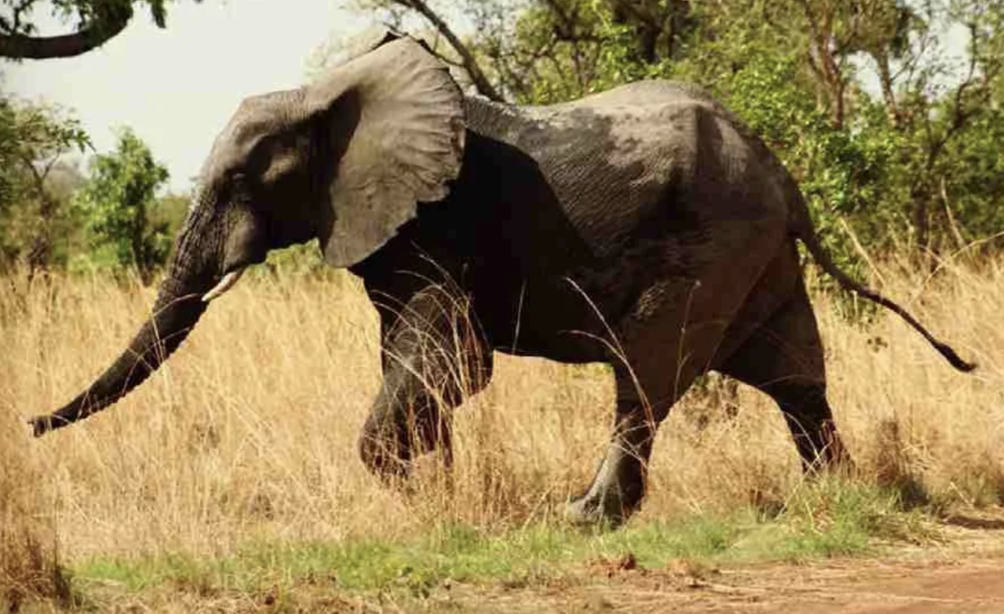 Burkina Faso National Parks