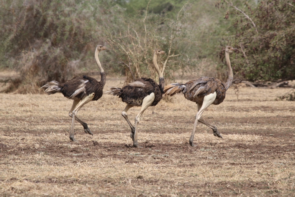 Chad National Parks