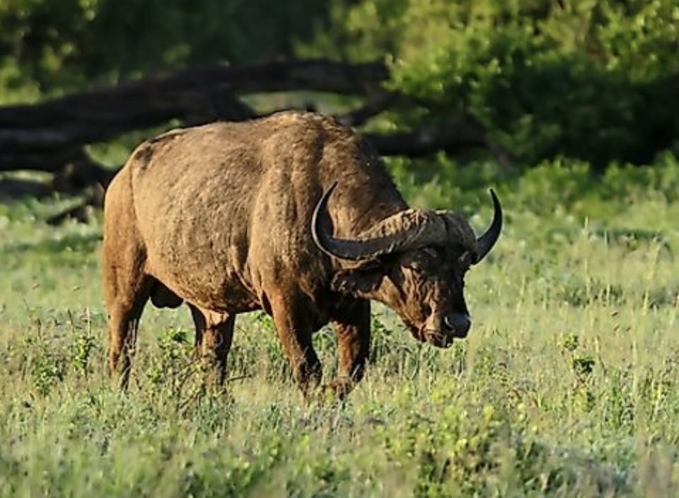 Burkina Faso National Parks