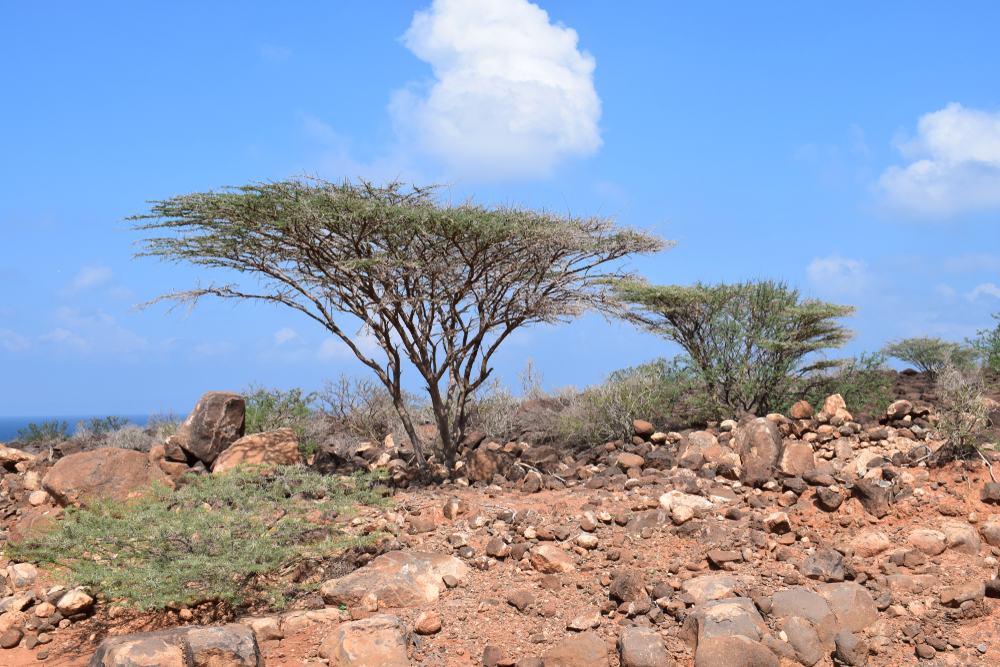 Djibouti National Park