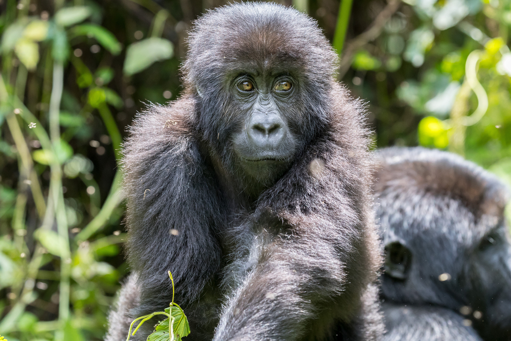 Kahuzi Biega National Park