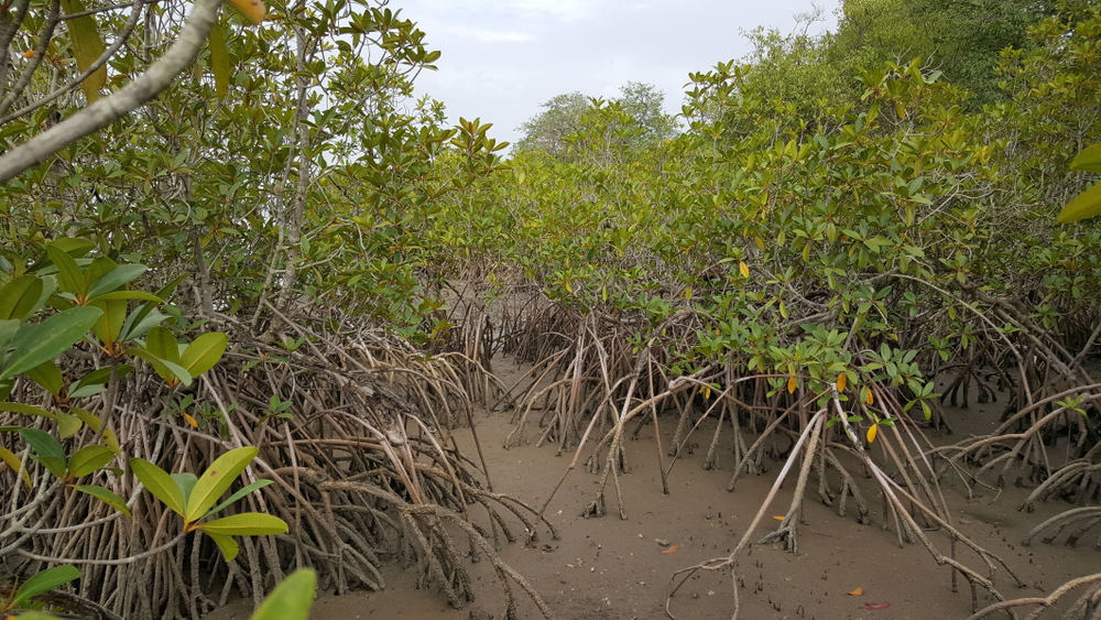 Abuko National Park