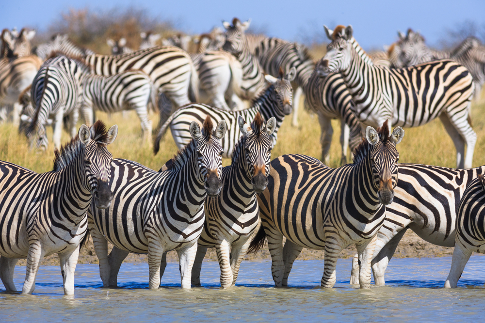 Chobe National Park herd of elephants drinking water