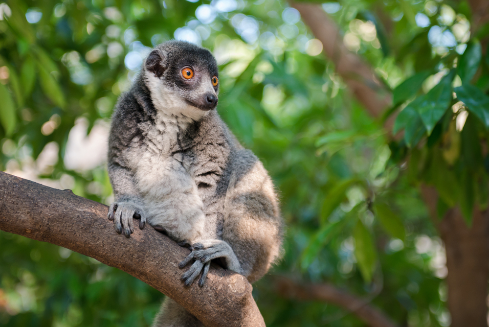 Mount Ntringui National Park