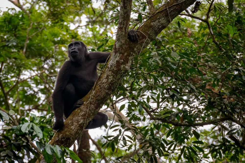 Ogooué-Lekiti National Park
