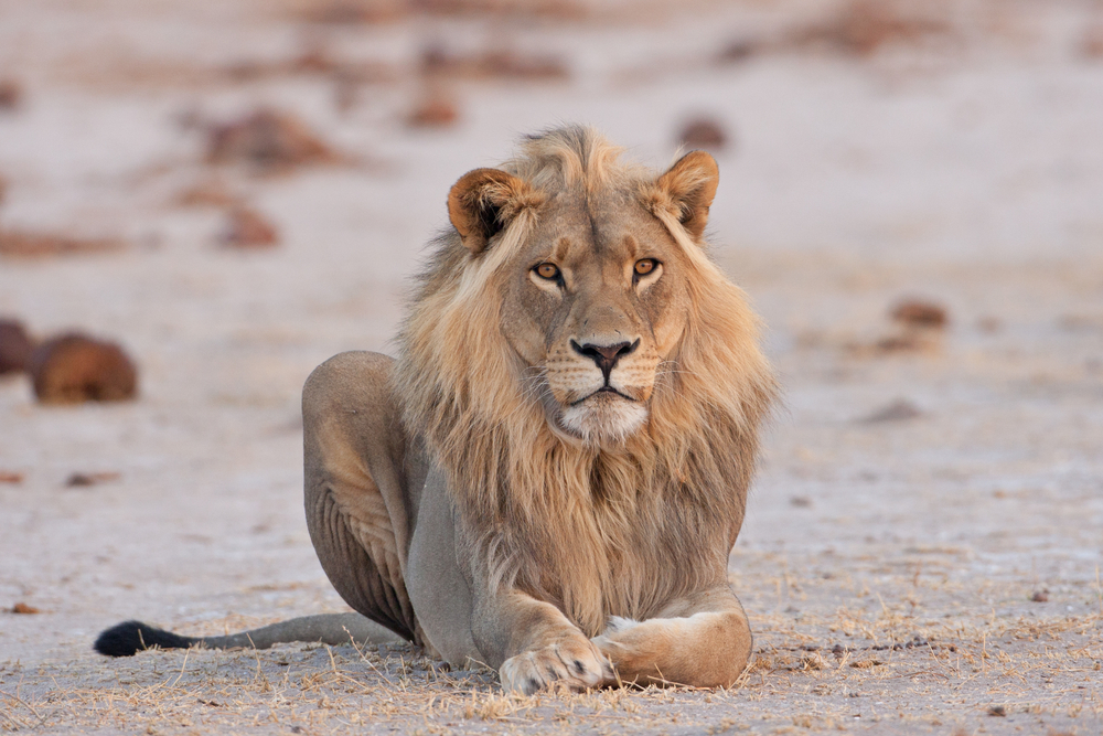 Makgadikgadi Pans National Park