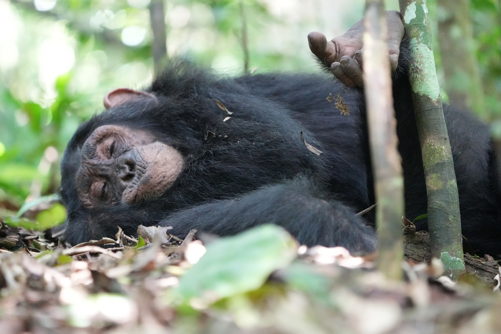 Ogooué-Lekiti National Park