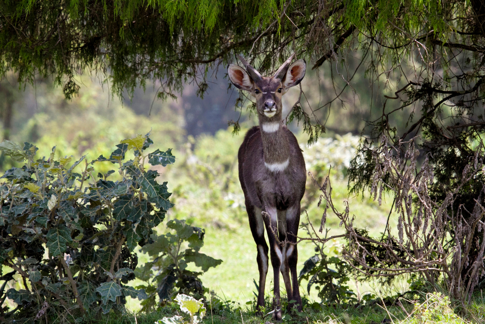 Omo National Park