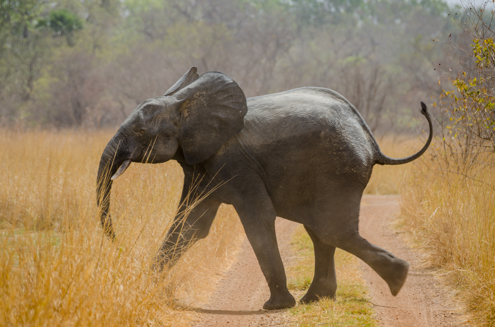 Pendjari National Park