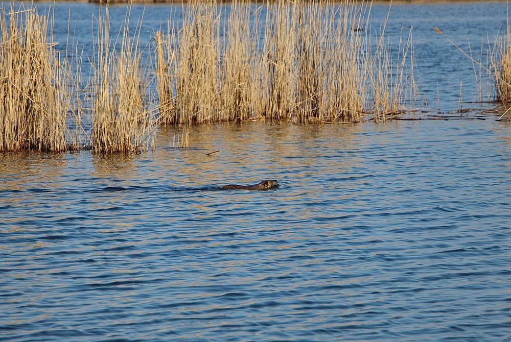Shirvan National Park