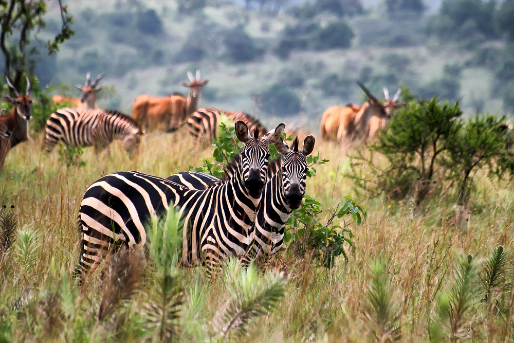 Akagera-National-Park-zebra-pair