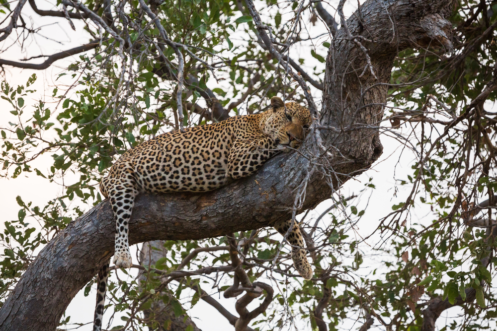 Badiar National Park