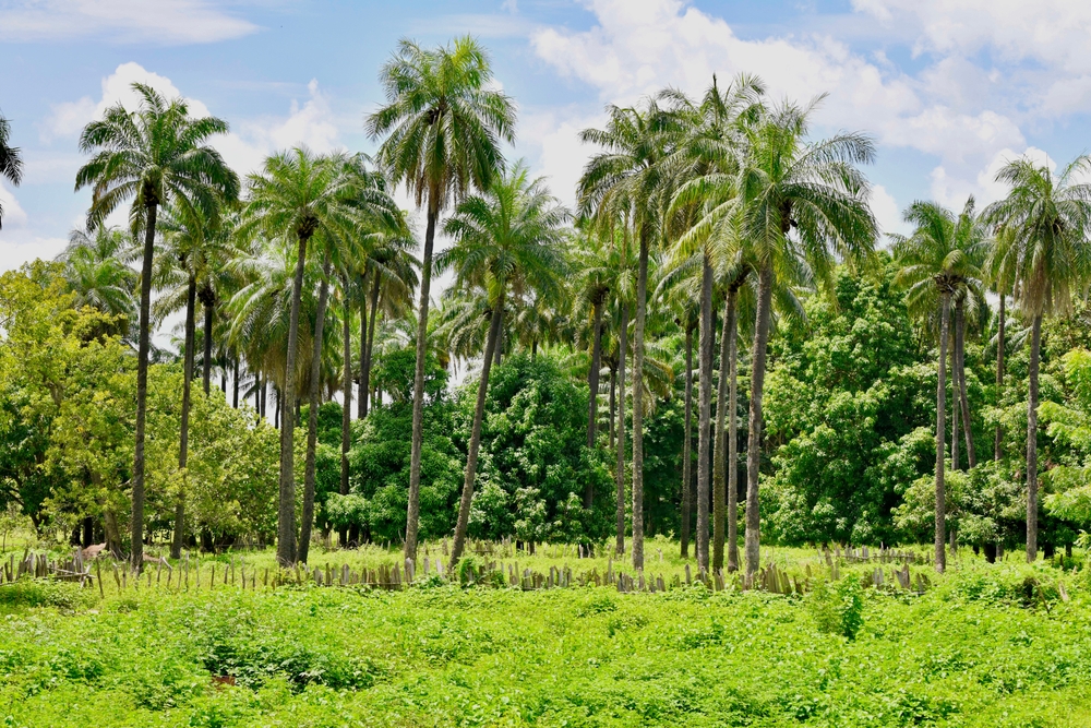 Basse Casamance National Park palm trees