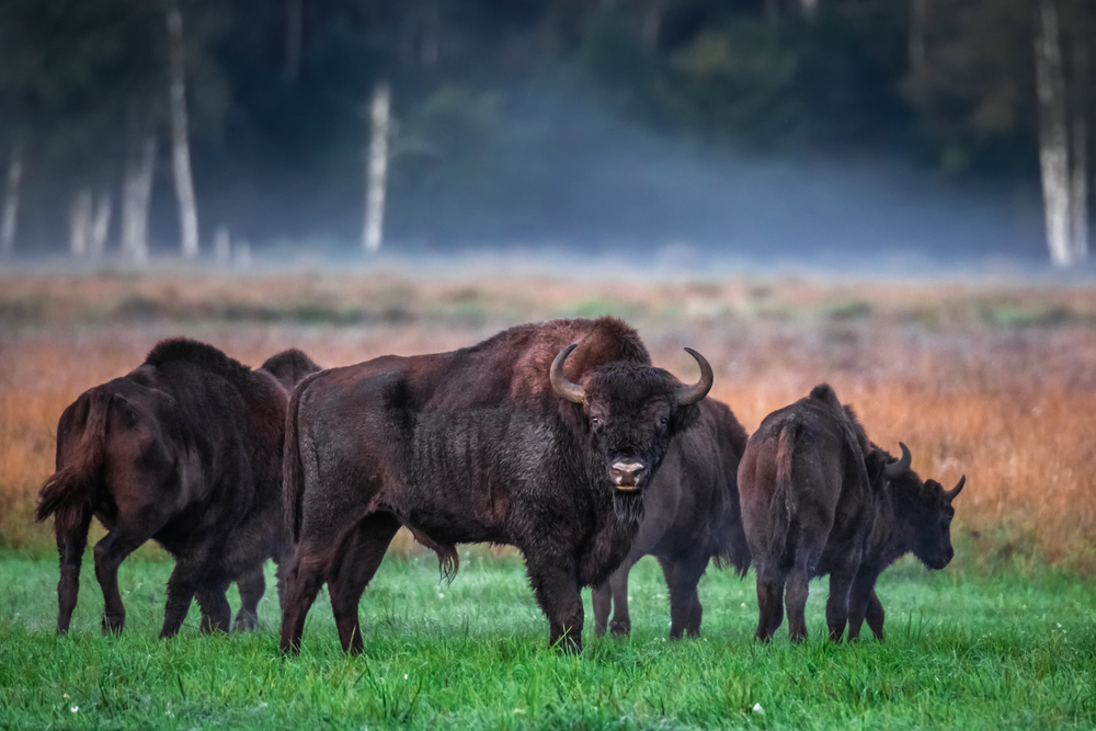 Belovezhskaya Pushcha national park herd of bison