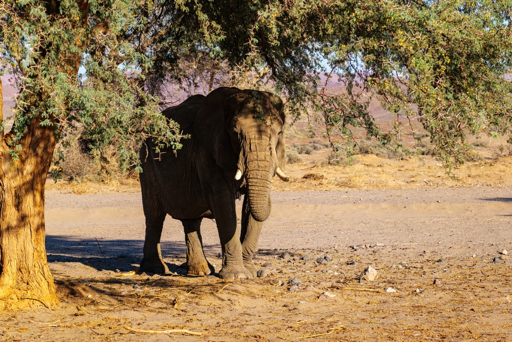 Boucle du Baoulé National Park elephant