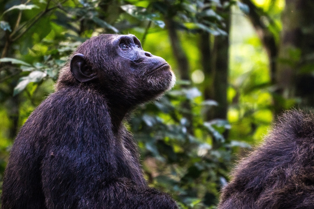 Orango National Park