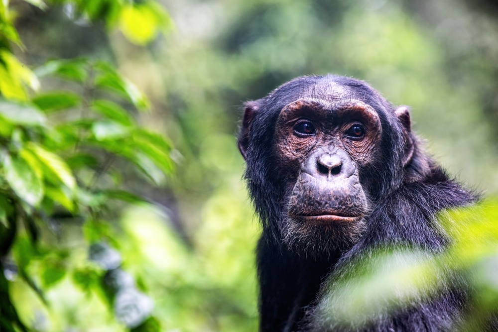 Grand Kru-River Gee western chimpanzee