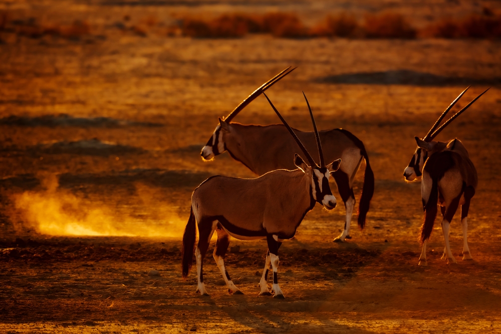 Kgalagadi Transfrontier Park