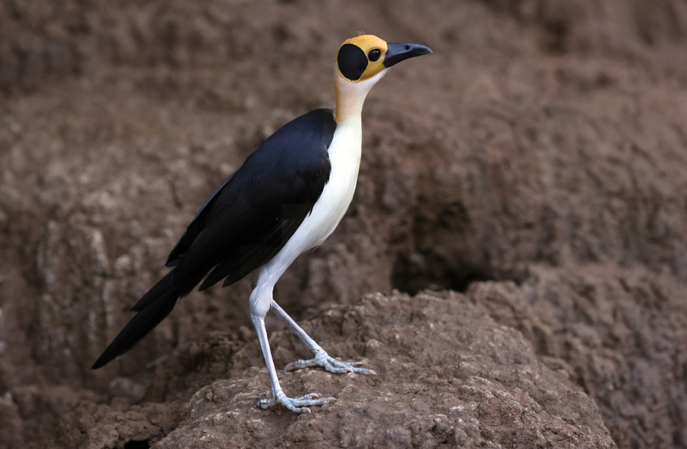 Lofa-Mano National Park Whirw-necked Picathartes