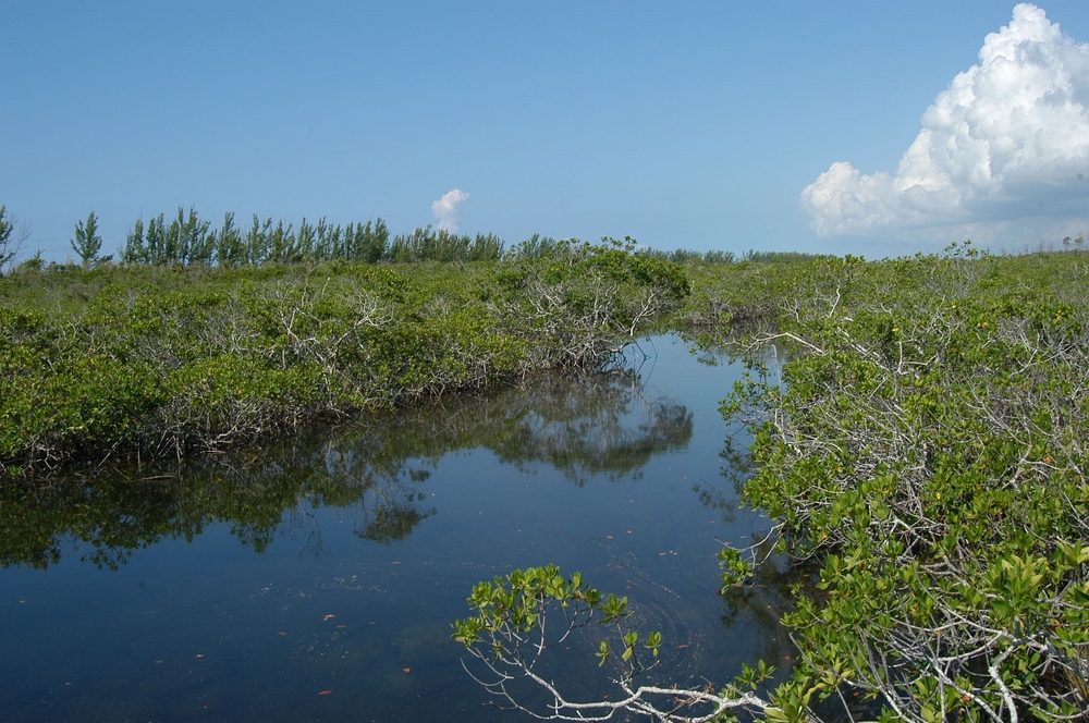 Abaco National Park beach shoreline