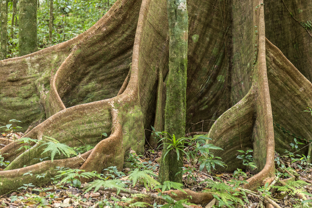 Morne Diablotin National Park