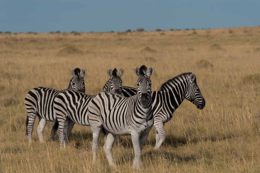 Pendjari National Park