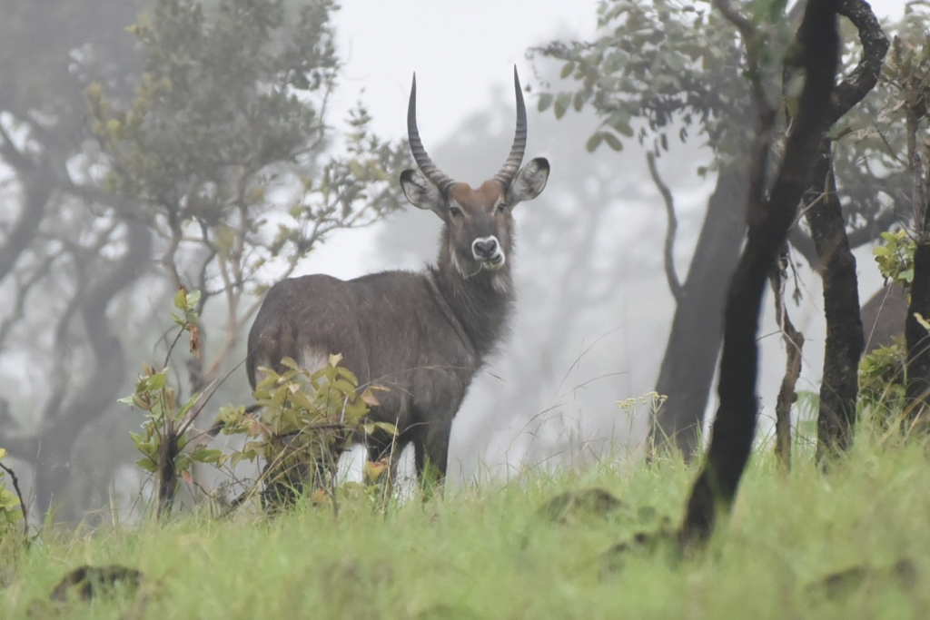 Rusizi National Park