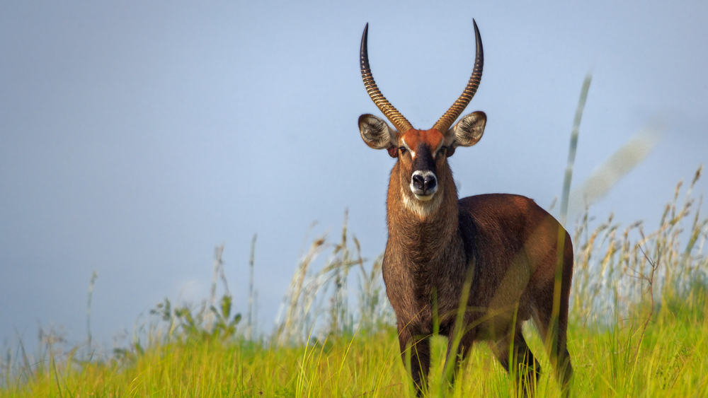 Ruvubu National Park