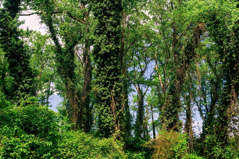 Samur-Yalama National Park