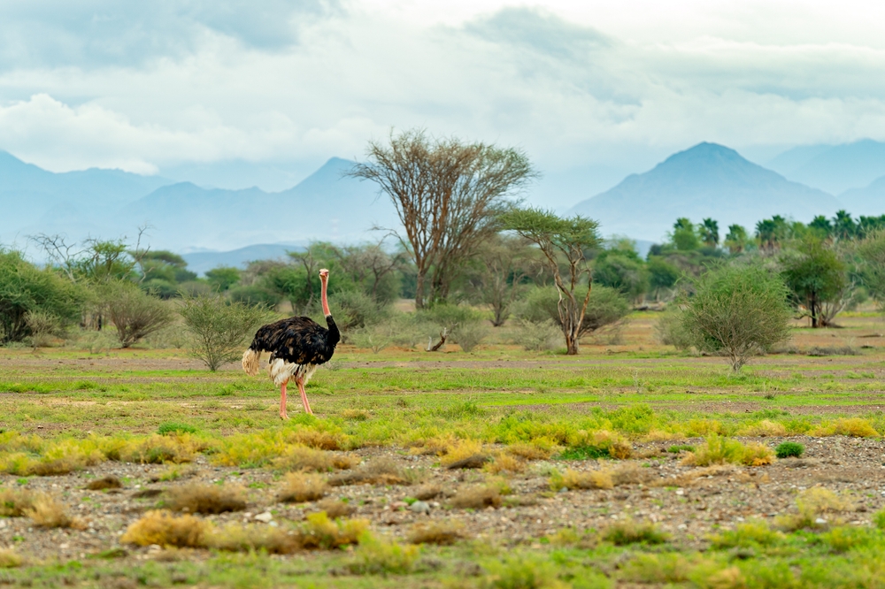 UAE National Parks