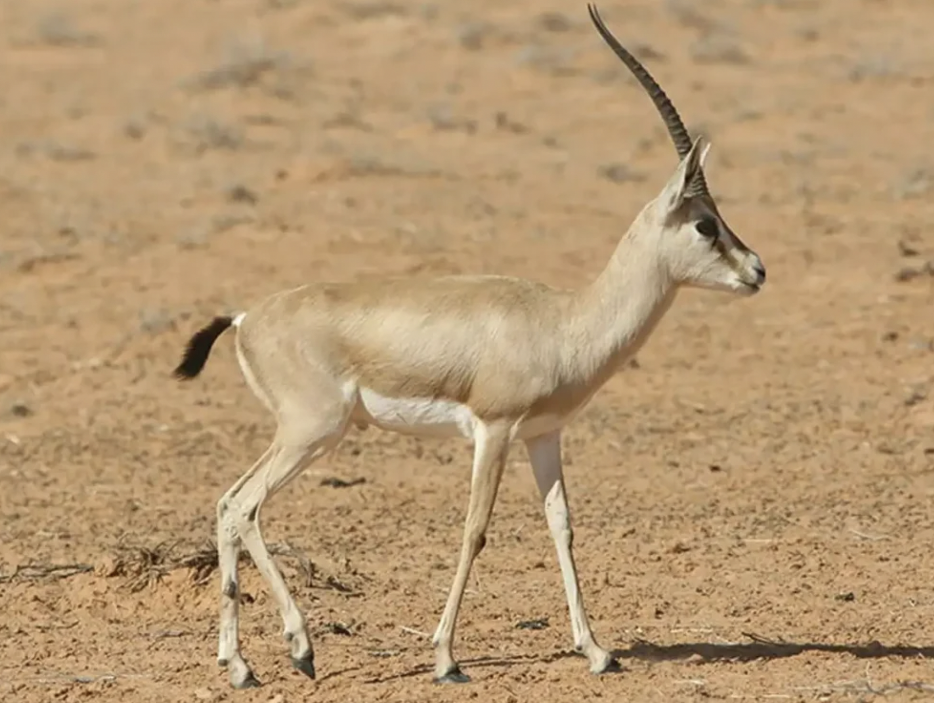 Sidi Toui National Park