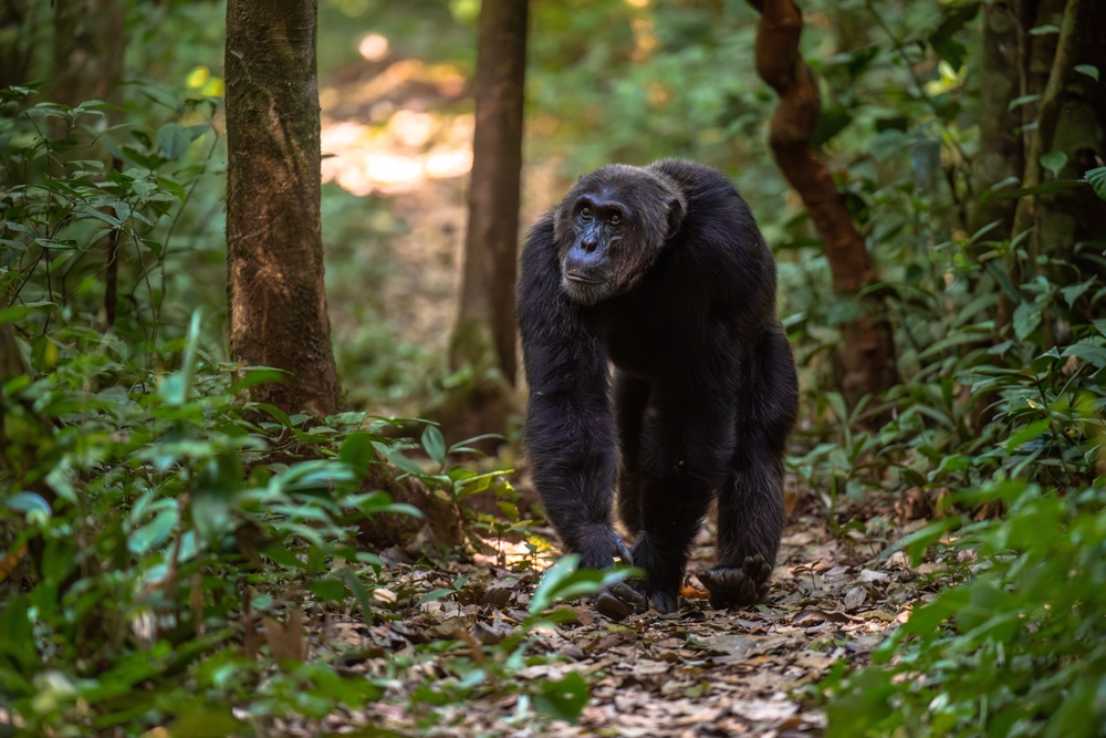 Taï National Park