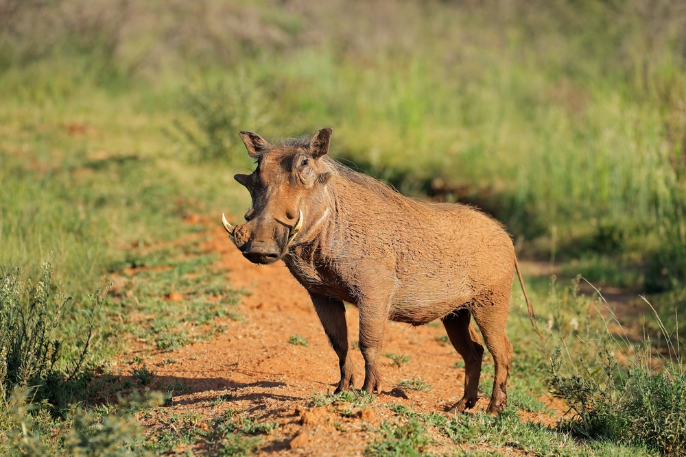 Wongo National Park warthog