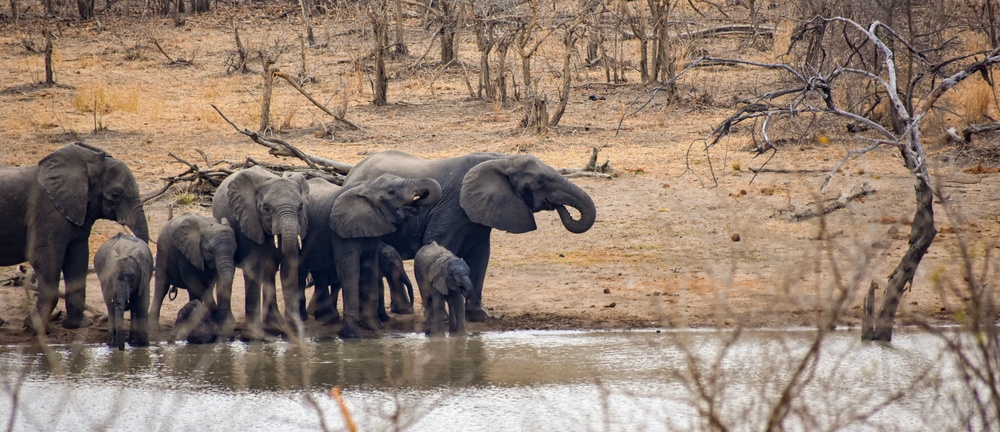 Magoe National Park elephants